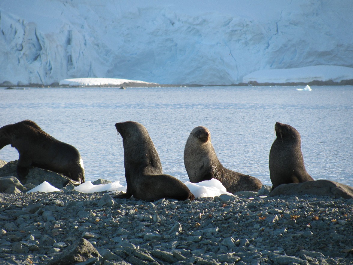 Leopard seals